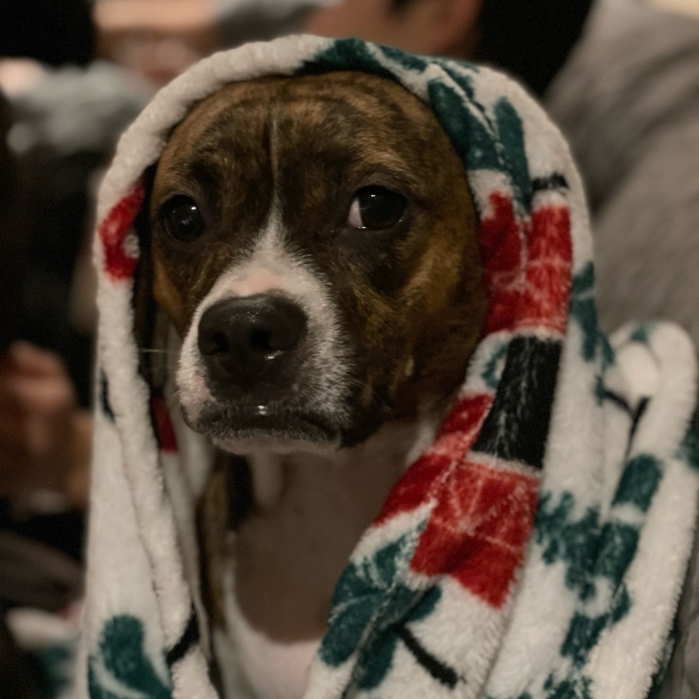 Meet your Posher, Bonnie